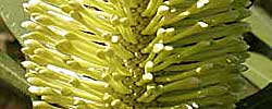 Cuidados del árbol Banksia integrifolia o Banksia costera.