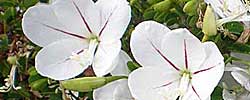 Cuidados de la planta Bauhinia natalensis o Bauhinia de Natal.