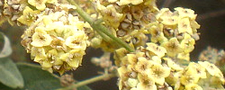 Care of the plant Buddleja parviflora or Butterfly Bush.