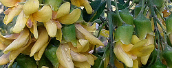 Cuidados de la planta Calpurnia aurea o Calpurnia común.