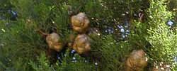 Cuidados de la planta Cupressus sempervirens o Ciprés común.