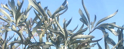 Cuidados de la planta Cussonia paniculata o Árbol Col de montaña.