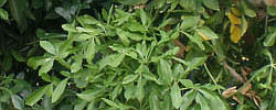 Cuidados de la planta Cussonia spicata o Árbol Col.