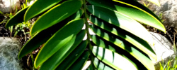 Cuidados de la planta Encephalartos transvenosus o Palmera de Modjadji.