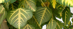 Cuidados del árbol Erythrina variegata o Colorín amarillo.