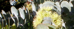 Care of the plant Eucalyptus kruseana or Bookleaf mallee.