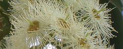 Care of the tree Eucalyptus torelliana or Cadaghi gum.
