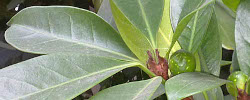 Cuidados de la planta Ficus cyathistipula o Higuera africana.