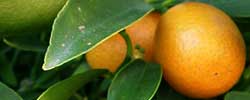 Care of the tree Fortunella japonica or Round Kumquat.