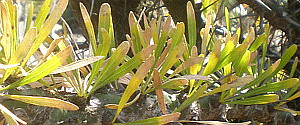 Cuidados de la planta Fouquieria columnaris o Árbol cirio.