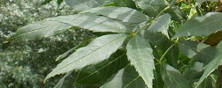 Cuidados de la planta Fraxinus angustifolia o Fresno común.
