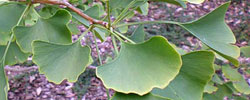 Care of the plant Ginkgo biloba or Maidenhair tree.