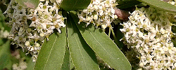 Cuidados de la planta Gymnosporia buxifolia o Espiga espinosa.