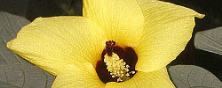 Care of the plant Hibiscus tiliaceus or Sea hibiscus.