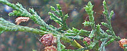 Care of the plant Juniperus thurifera or Spanish juniper.