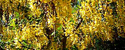 Cuidados del árbol Laburnum alpinum o Lluvia de oro.