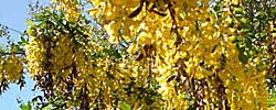 Care of the plant Laburnum anagyroides or Golden rain.