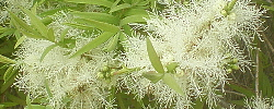 Cuidados del árbol Melaleuca linariifolia o Nieve en verano.