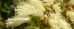 Cuidados de la planta Melaleuca styphelioides o Melaleuca espinosa.