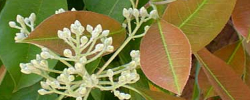 Cuidados del árbol Photinia nussia o Fotinia del Himalaya.