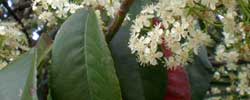 Care of the plant Photinia serrulata or Chinese photinia.