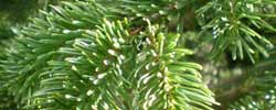 Care of the plant Picea abies or European spruce.