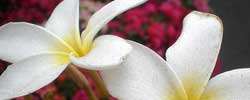 Care of the plant Plumeria rubra or Common frangipani.
