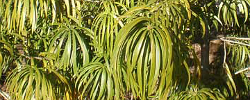 Cuidados de la planta Podocarpus henkelii o Podocarpo de Henkel.