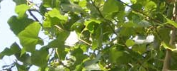 Care of the plant Populus nigra or Black poplar.