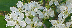 Care of the plant Prunus mahaleb or Mahaleb cherry.