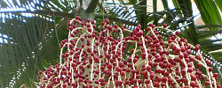 Care of the plant Roystonea regia or Cuban palm.