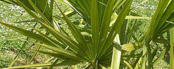 Care of the plant Sabal palmetto or Carolina palmetto.