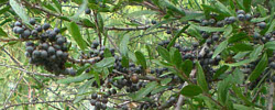 Care of the plant Schinus polygamus or Chilean pepper tree.