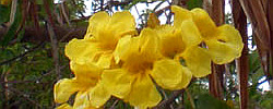 Cuidados del árbol Tecoma stans o Bignonia amarilla.