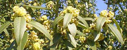 Care of the tree Umbellularia californica or California laurel.