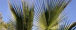 Care of the tree palm Washingtonia filifera or California fan palm.