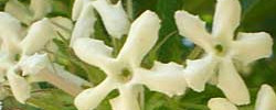 Care of the plant Abelia triflora or Indian abelia.