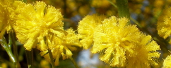 Care of the shrub Acacia dodonaeifolia or Sticky wattle.
