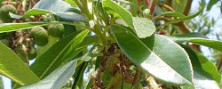 Cuidados del arbusto Arbutus canariensis o Madroño canario.