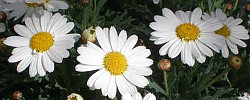 Care of the shrub Argyranthemum frutescens or Marguerite daisy.