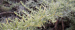 Care of the plant Artemisia californica or California sagebrush.