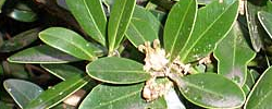 Care of the shrub Buxus balearica or Balearic boxwood.