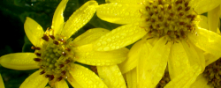 Cuidados de la planta Chrysanthemoides monilifera u Osteospermum moniliferum.