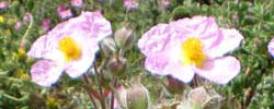 Care of the shrub Cistus creticus or Pink rock-rose.