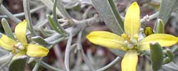 Cuidados del arbusto Cneorum pulverulentum, Orijama o Leña blanca.