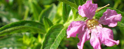 Care of the shrub Cuphea hyssopifolia or False heather.