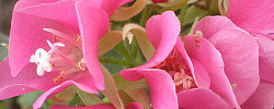 Cuidados del arbusto Dombeya burgessiae o Dombella rosa.