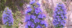 Cuidados del arbusto Echium fastuosum o Taginaste de Madeira-