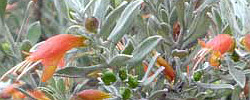 Cuidados de la planta Eremophila glabra o Arbusto de alquitrán.