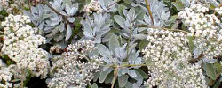 Care of the shrub Eriogonum giganteum or St Catherine's lace.
